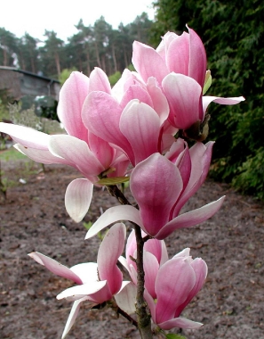 Magnolia x Fragrant Cloud